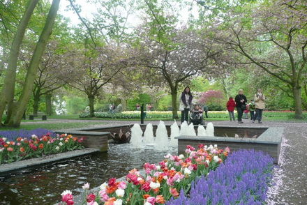 fields tulips holland belgium tour sightseeing brussels nature